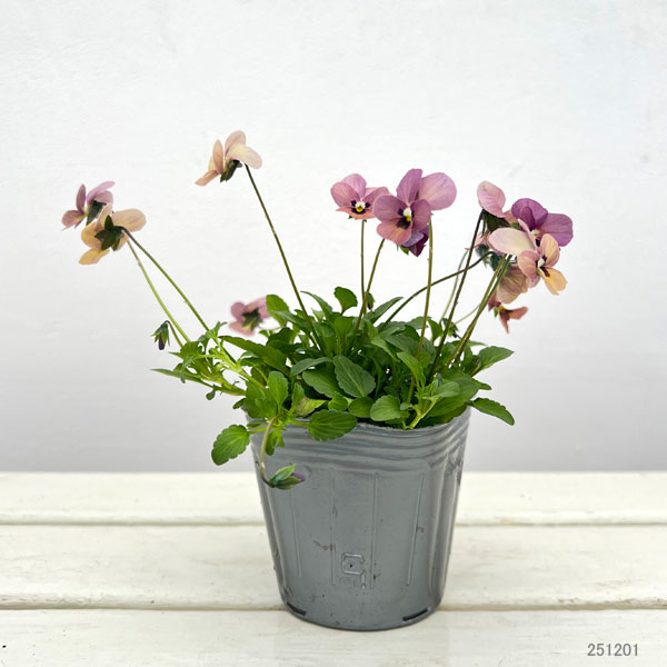 見元園芸さんのビオラ：タンゴアモーレ3-3.5号ポット 3株セット