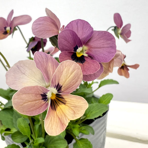 見元園芸さんのビオラ：タンゴアモーレ3-3.5号ポット 3株セット