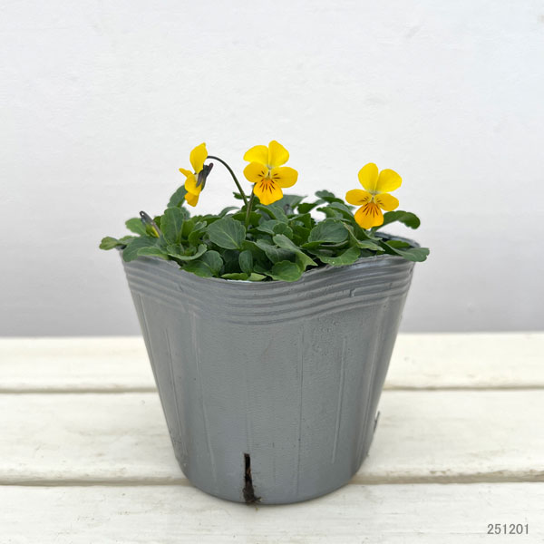 見元園芸さんのビオラ：ピヨピヨ3-3.5号ポット