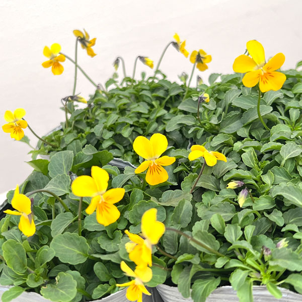 見元園芸さんのビオラ：ピヨピヨ3-3.5号ポット