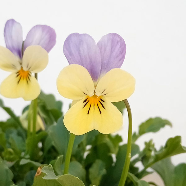 園芸ネット本店｜見元園芸さんのビオラ：フェアリーシャワー3.5号