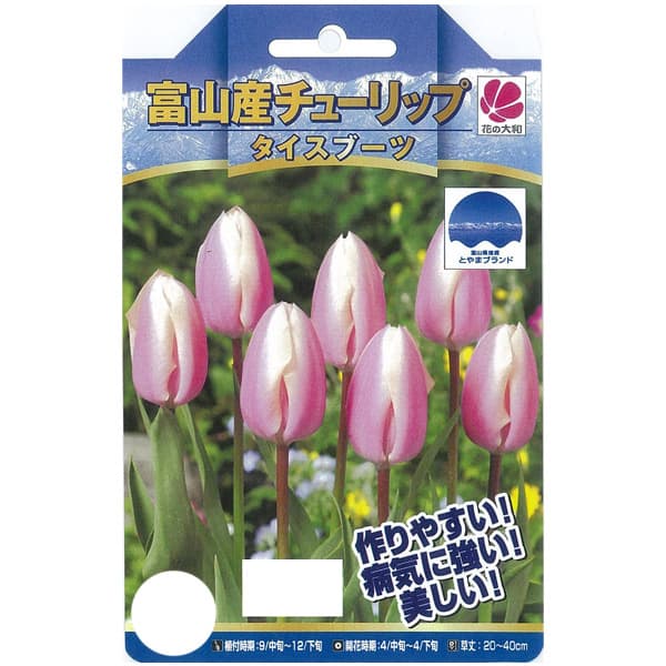 チューリップ：タイスブーツ3球入り（T）
