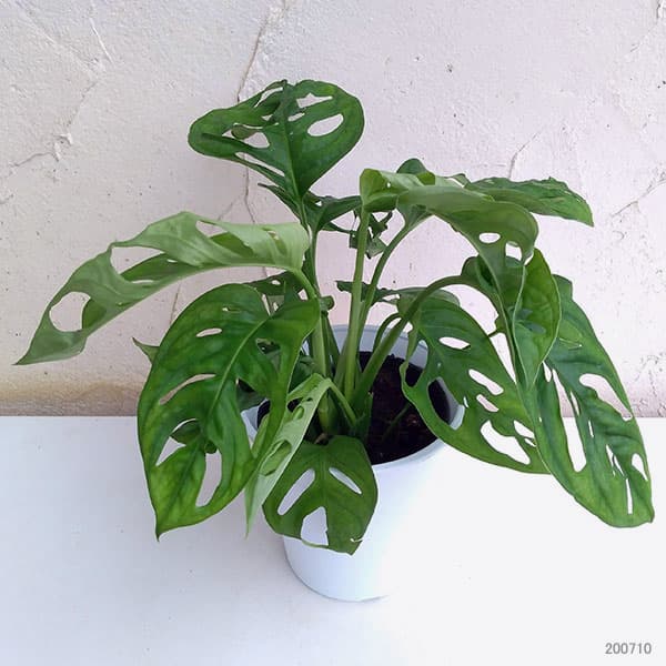 [26年2月中下旬予約]マドカズラ　4号鉢入り