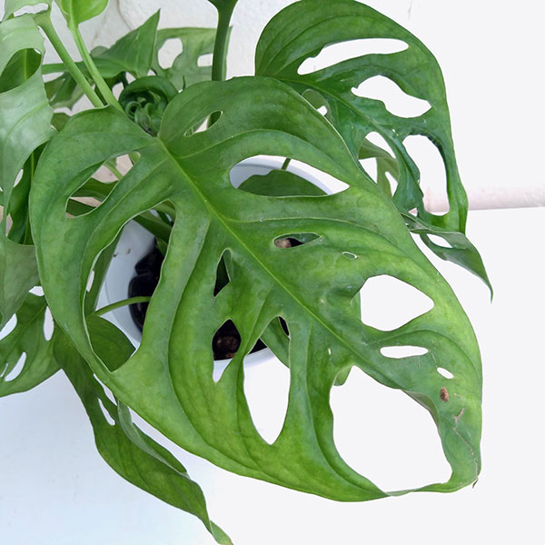 [26年2月中下旬予約]マドカズラ　4号鉢入り