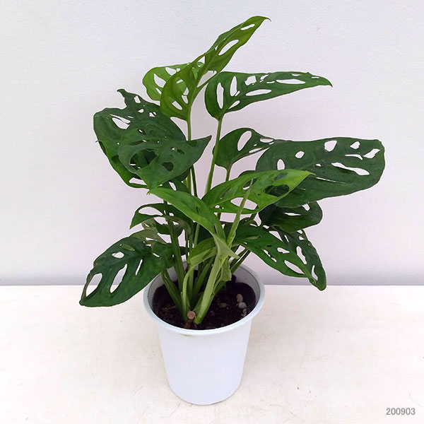 [26年2月中下旬予約]マドカズラ　4号鉢入り