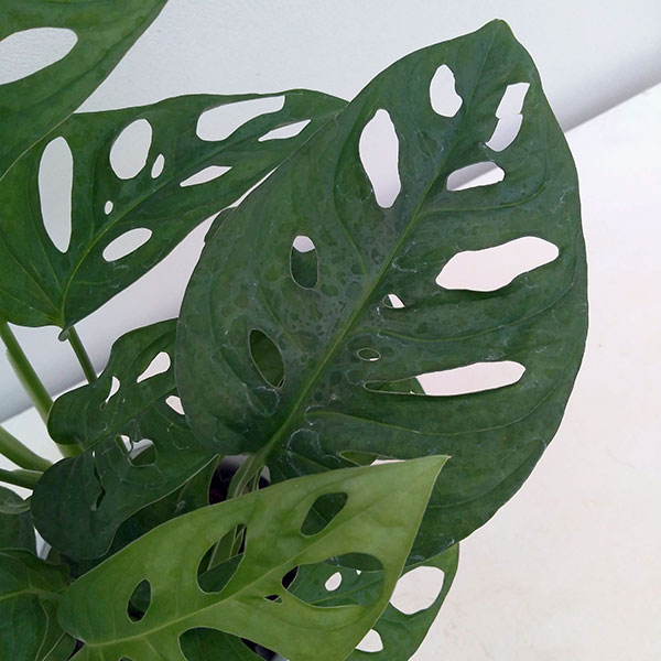 [26年2月中下旬予約]マドカズラ　4号鉢入り