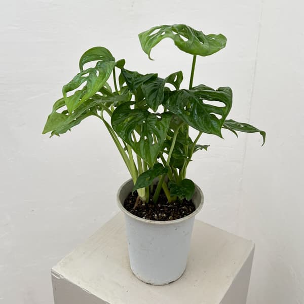 マドカズラ　4号鉢入り