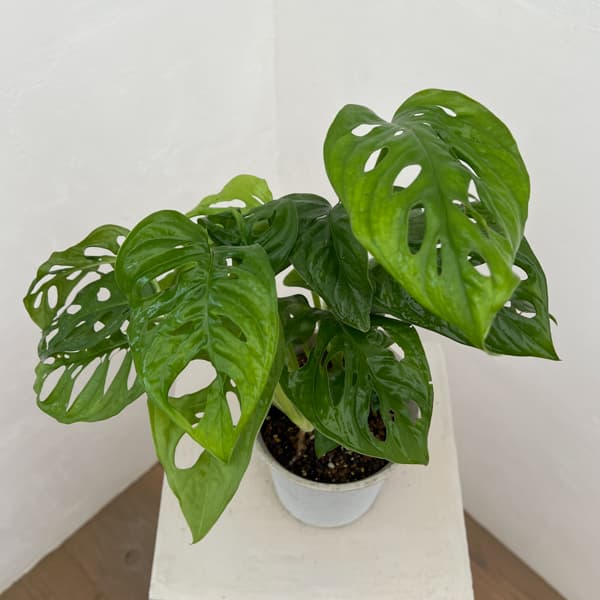 マドカズラ　4号鉢入り