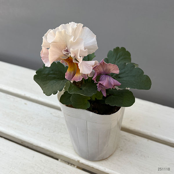 パンジー:ワッフル(花色いろいろ)3~3.5号ポット