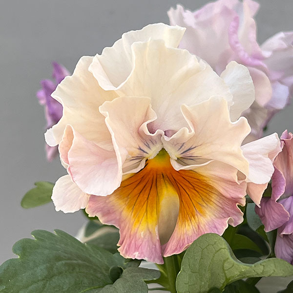 パンジー:ワッフル(花色いろいろ)3~3.5号ポット