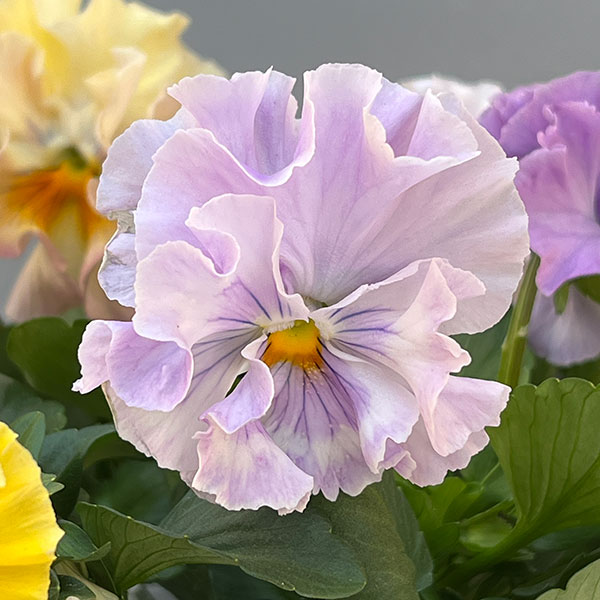 パンジー:ワッフル(花色いろいろ)3~3.5号ポット