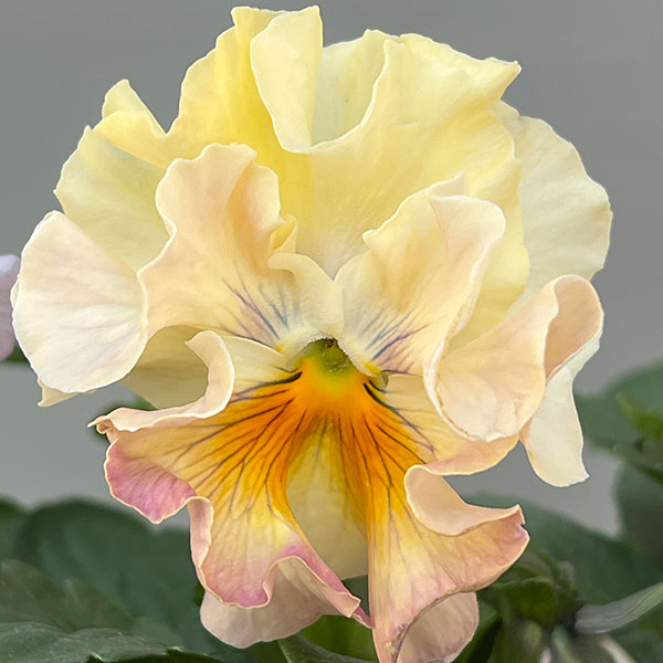 パンジー:ワッフル(花色いろいろ)3~3.5号ポット