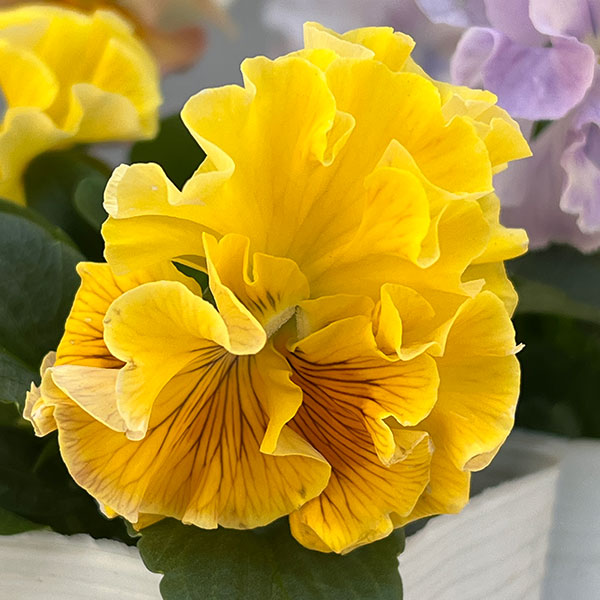 パンジー:ワッフル(花色いろいろ)3~3.5号ポット