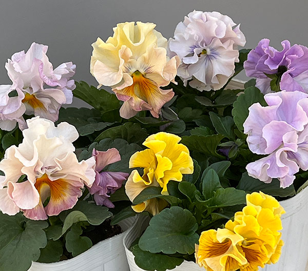 パンジー:ワッフル(花色いろいろ)3~3.5号ポット