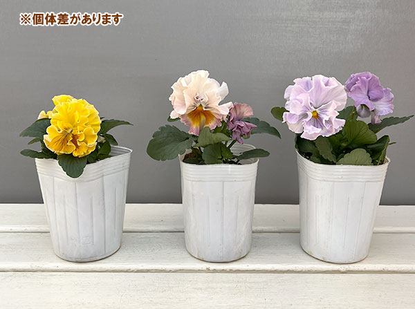 パンジー:ワッフル(花色いろいろ)3~3.5号ポット