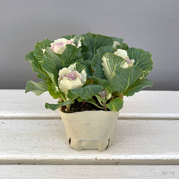 ハボタン：セッション　ベイビーチュール3号ポット 12株セット