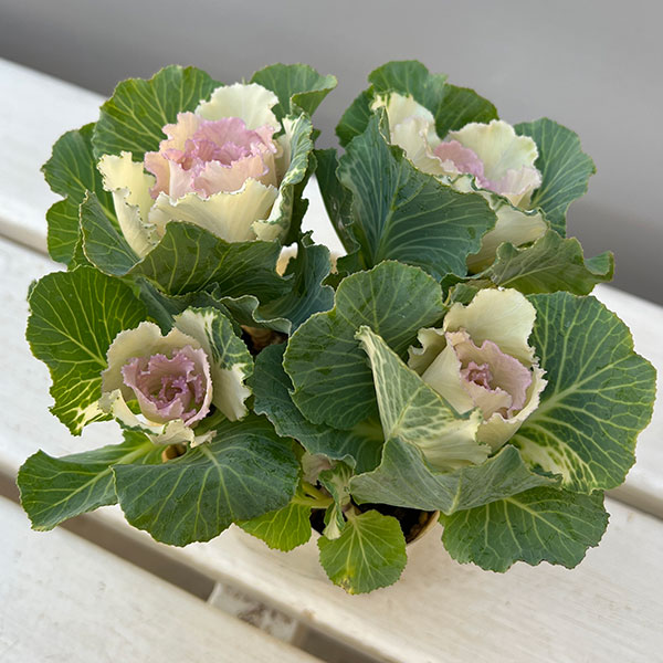 ハボタン：セッション　ベイビーチュール3号ポット 12株セット