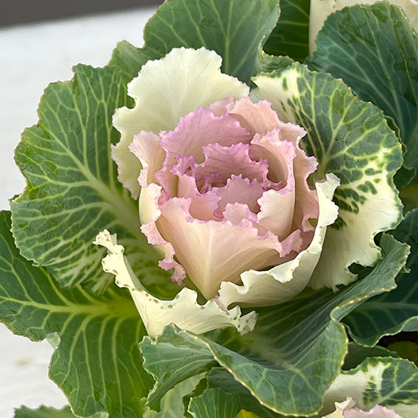 ハボタン：セッション　ベイビーチュール3号ポット 12株セット