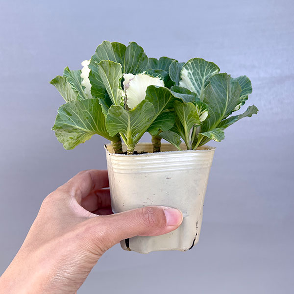 ハボタン：セッション　ベイビーチュール3号ポット 12株セット