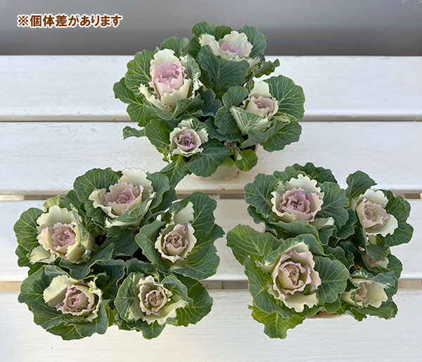 ハボタン：セッション　ベイビーチュール3号ポット 12株セット