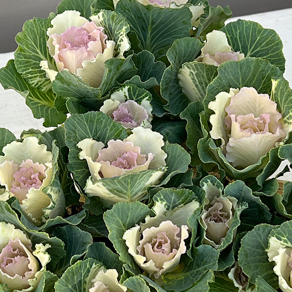 ハボタン：セッション　ベイビーチュール3号ポット 12株セット