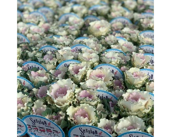 ハボタン：ベイビーチュール3号 3ポットセット