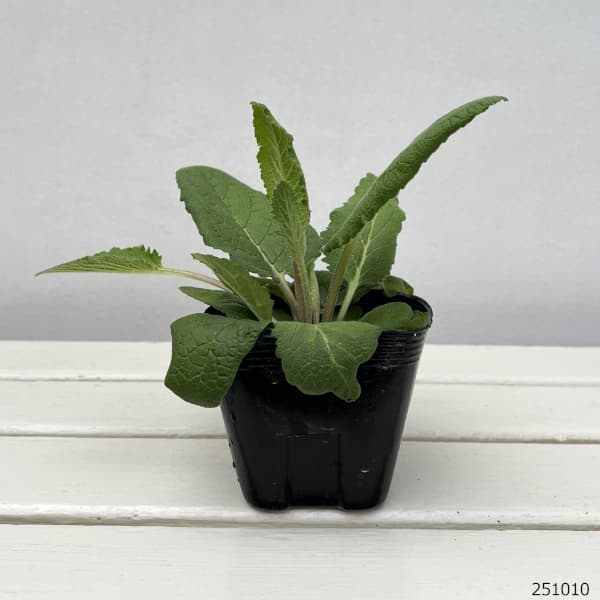 バーバスカム:ウエディングキャンドル 3.5号ポット