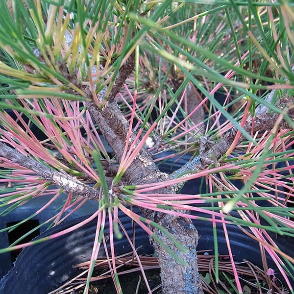 [送料無料]マツ（松）：紅孔雀 （ベニクジャク）6号硬質ポット