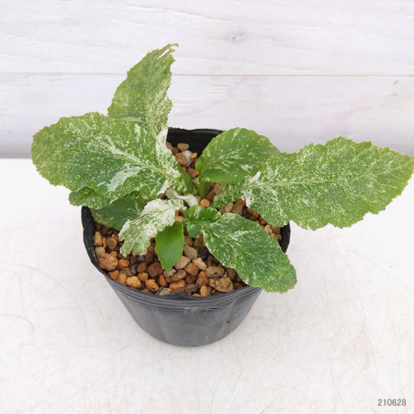 イワタバコ:白散斑赤花2.5号ポット