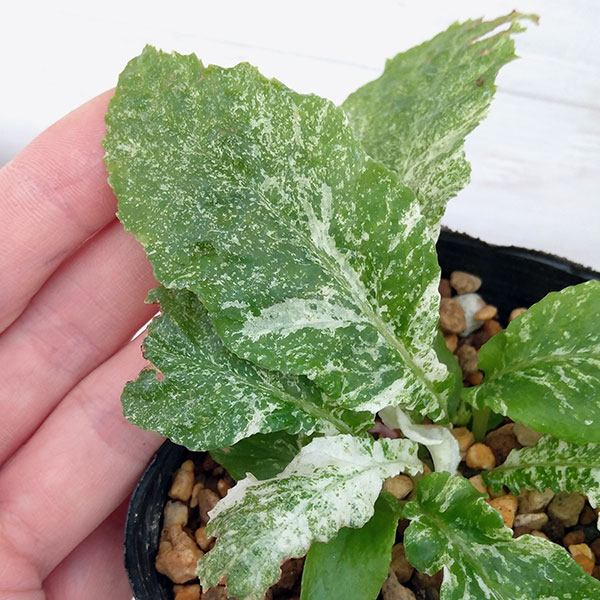 イワタバコ:白散斑赤花2.5号ポット