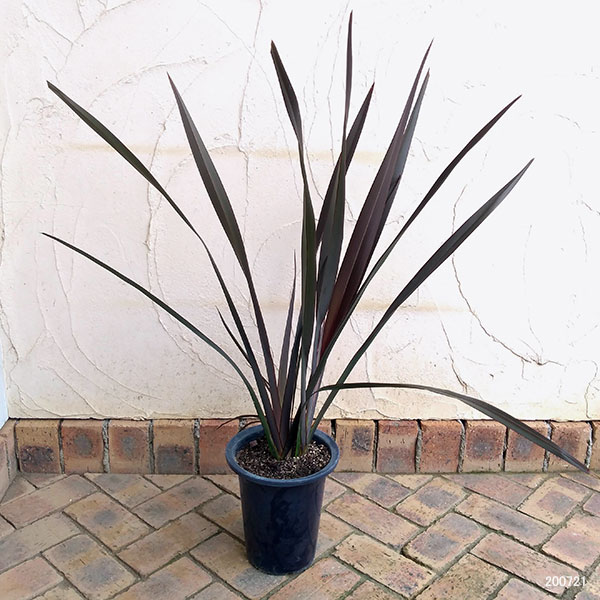 [26年1月中下旬予約]ニューサイラン銅葉7号ポット