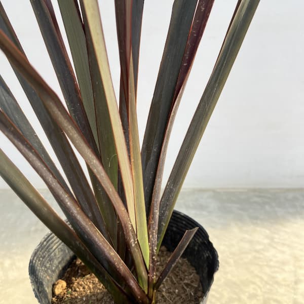 ニューサイラン銅葉7号ポット