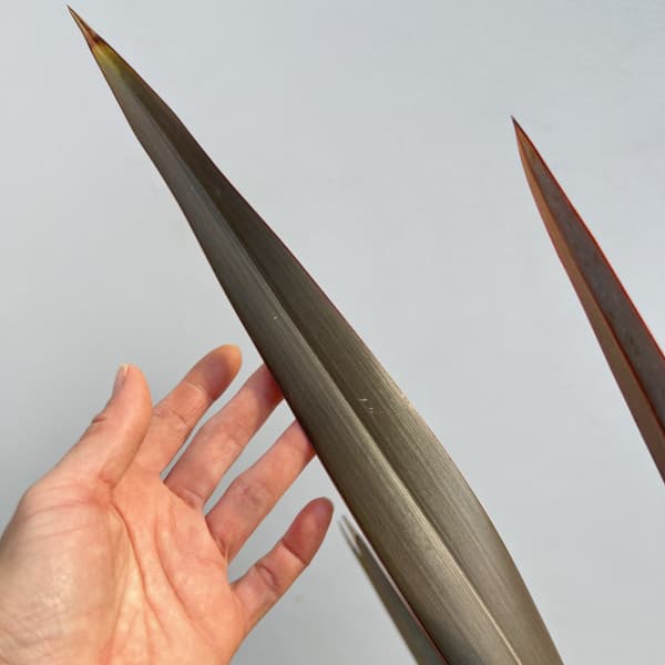 ニューサイラン銅葉7号ポット