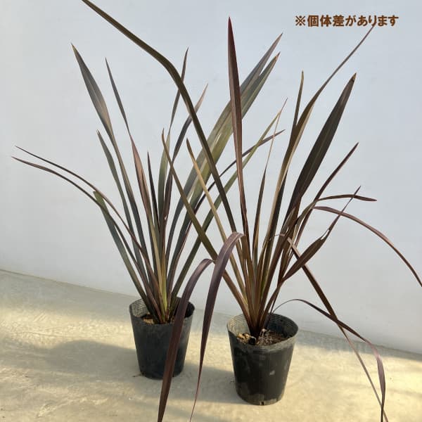 ニューサイラン銅葉7号ポット