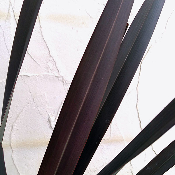 [26年1月中下旬予約]ニューサイラン銅葉7号ポット