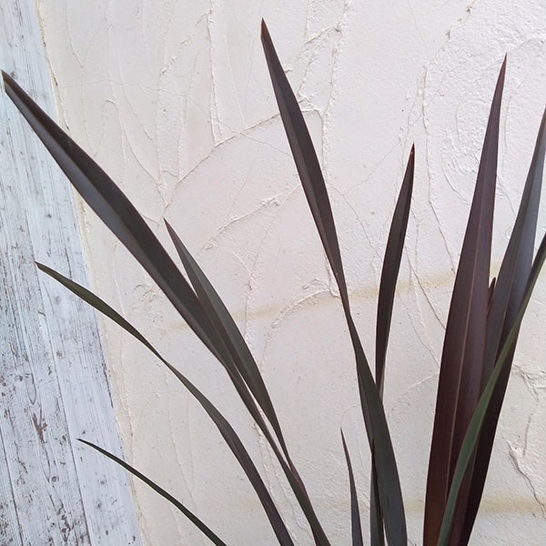 [26年1月中下旬予約]ニューサイラン銅葉7号ポット