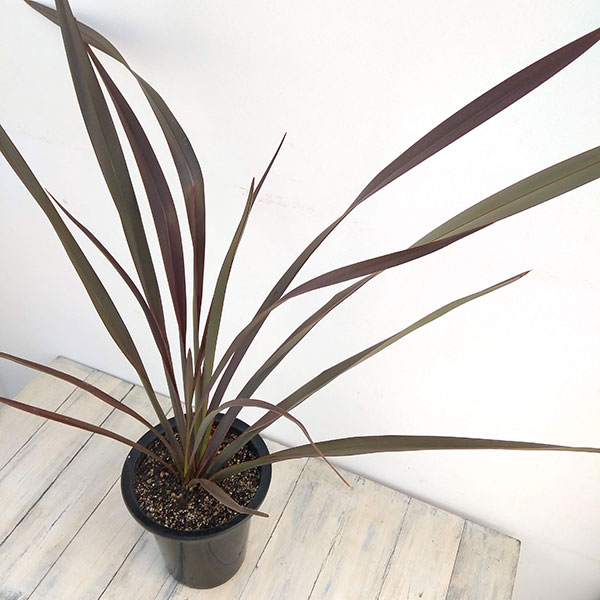 [26年1月中下旬予約]ニューサイラン銅葉7号ポット