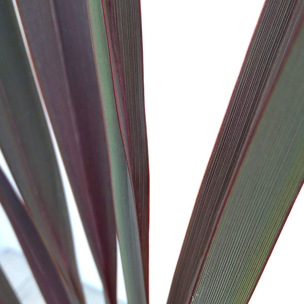 [26年1月中下旬予約]ニューサイラン銅葉7号ポット