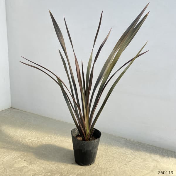 ニューサイラン銅葉7号ポット