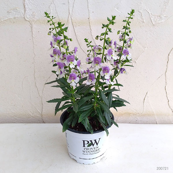 [26年5月中下旬予約]アンゲロニア エンジェルフェイス：ウェッジウッドブルー5号ポット