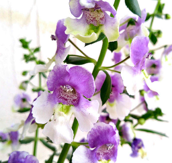 [26年5月中下旬予約]アンゲロニア エンジェルフェイス：ウェッジウッドブルー5号ポット