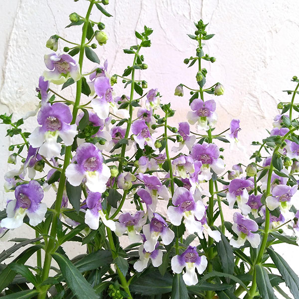 [26年5月中下旬予約]アンゲロニア エンジェルフェイス：ウェッジウッドブルー5号ポット