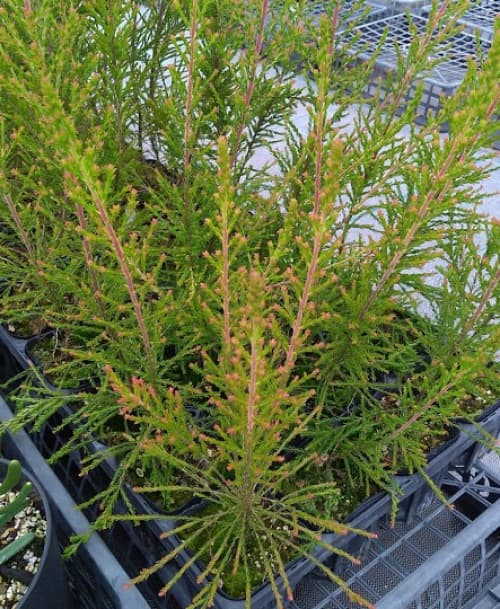 モスキートブロッカー(蚊よけ植物) 3.5号ポット