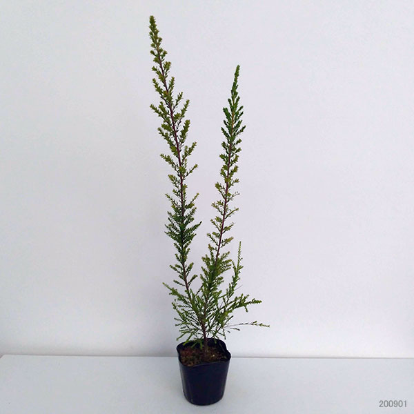 モスキートブロッカー(蚊よけ植物) 3.5号ポット
