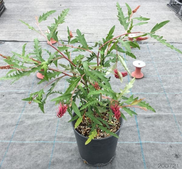 グレビレア：プーリンダロイヤルマントル6号鉢植え