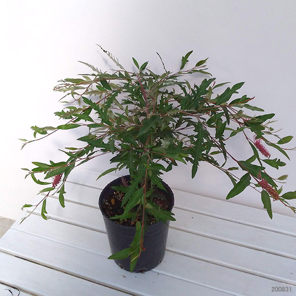 グレビレア：プーリンダロイヤルマントル6号鉢植え