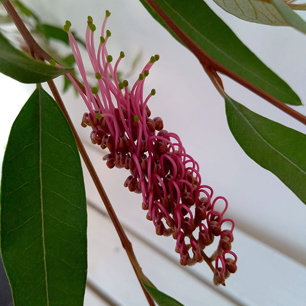 グレビレア：プーリンダロイヤルマントル6号鉢植え