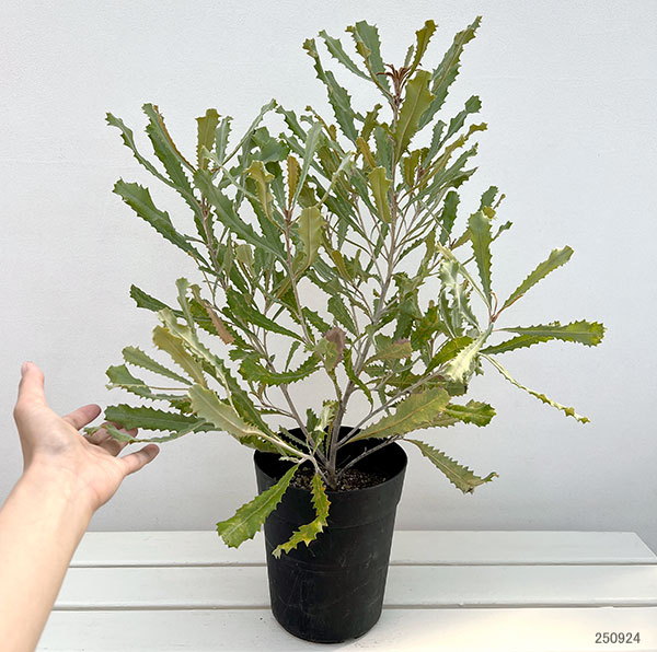 バンクシア：バウエリ6号鉢植え