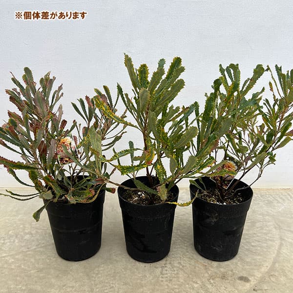 バンクシア：バウエリ6号鉢植え