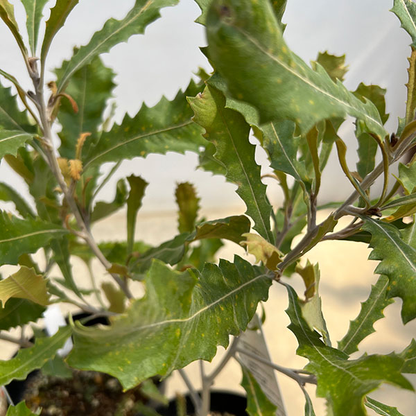 バンクシア:バウエリ6号鉢植え